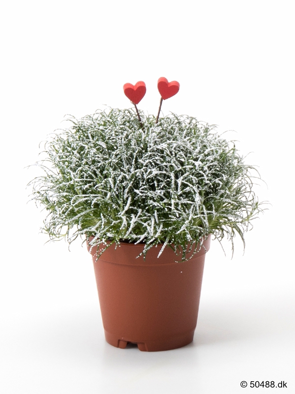 5,5 cm Sagina SNOW og hjerter