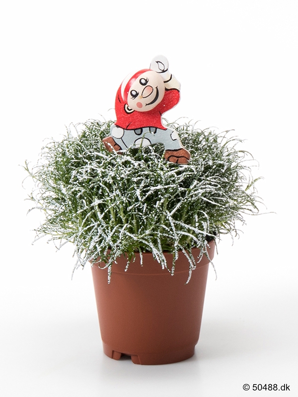 5,5 cm Sagina SNOW og nisse