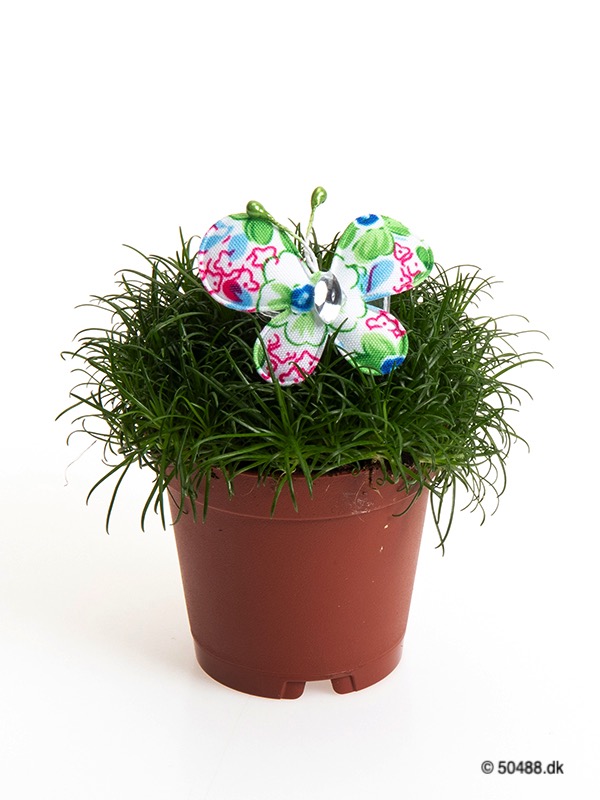 Sagina 5,5 cm Butterfly