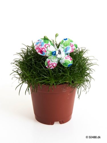 Sagina 5,5 cm Butterfly