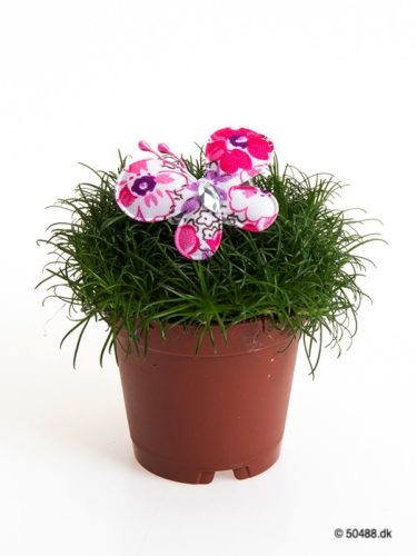 Sagina 5,5 cm Butterfly