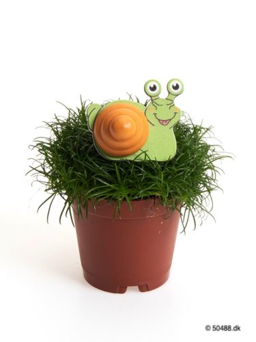 Sagina 5,5 cm Snail