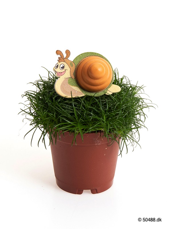 Sagina 5,5 cm Snail