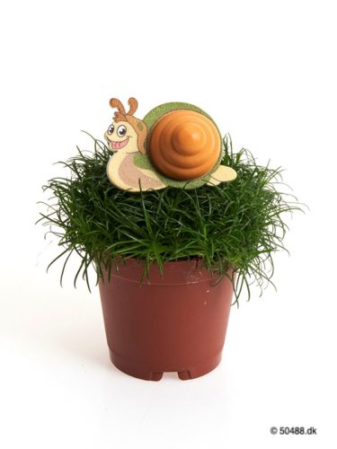 Sagina 5,5 cm Snail