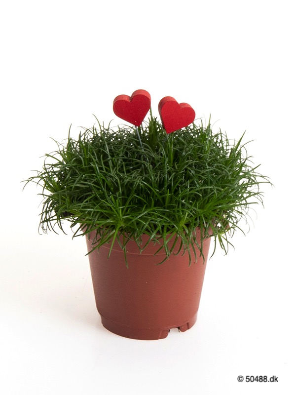 Sagina 5,5 cm Hearts