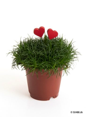 Sagina 5,5 cm Hearts