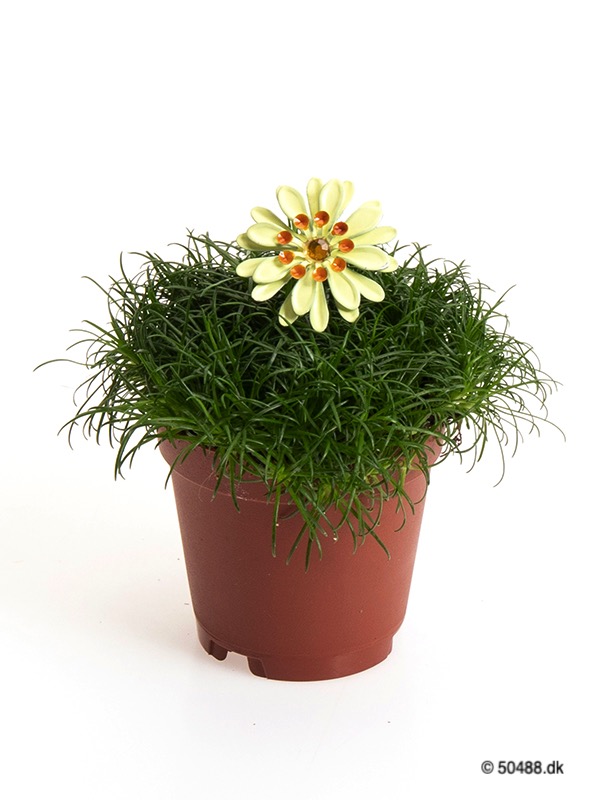 Sagina 5,5 cm Flower