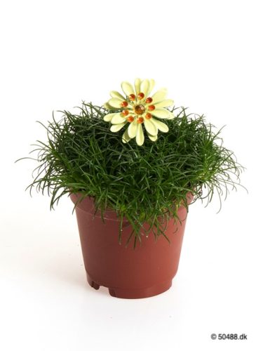 Sagina 5,5 cm Flower