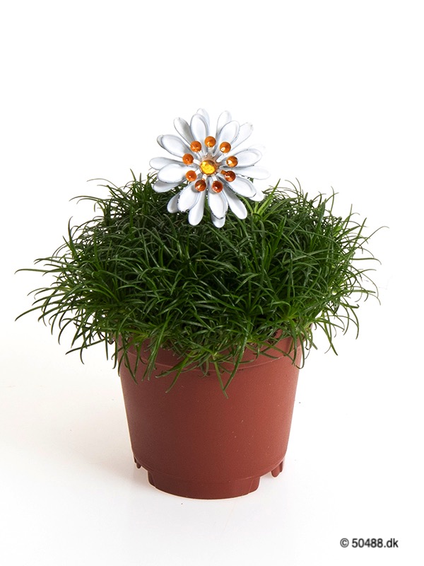 Sagina 5,5 cm Flower