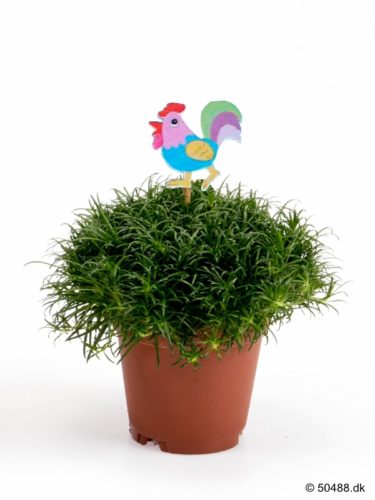 Sagina ROOSTER