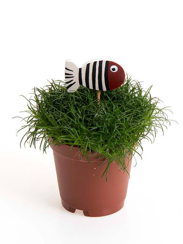 Sagina 5,5 cm Fish