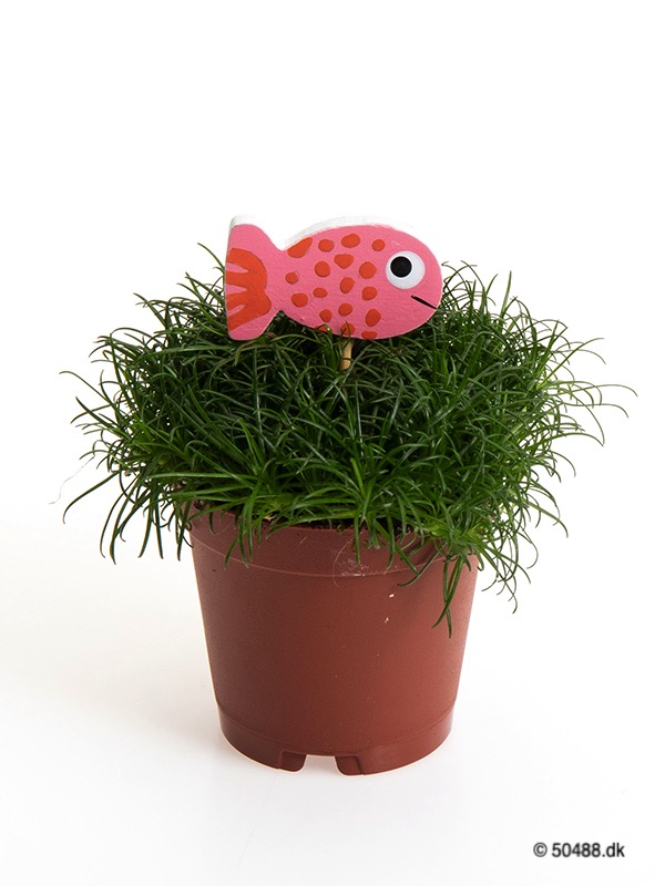 Sagina 5,5 cm Fish