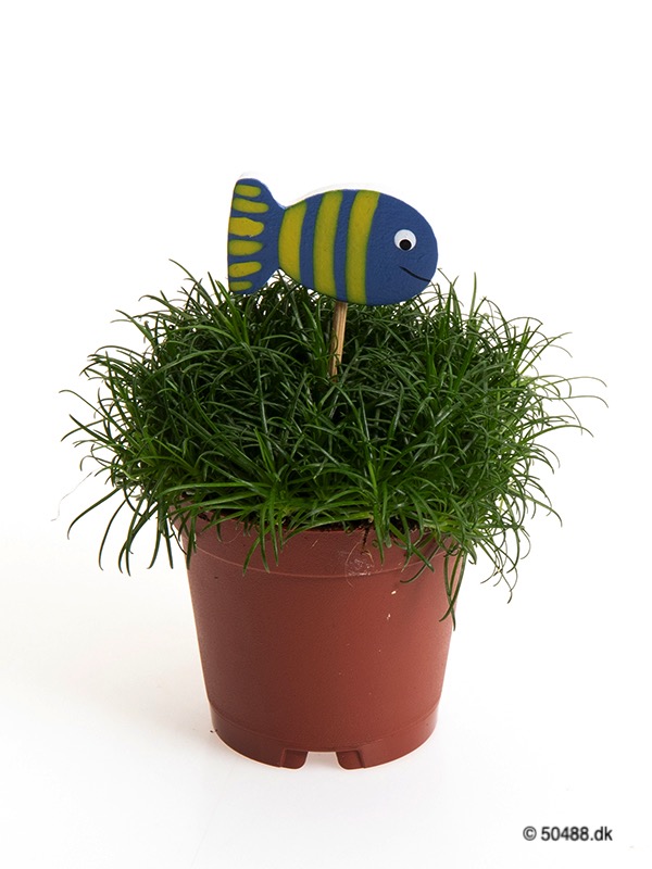 Sagina 5,5 cm Fish