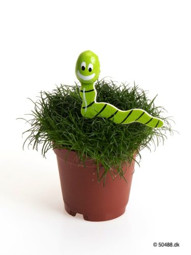 Sagina 5,5 cm Worm