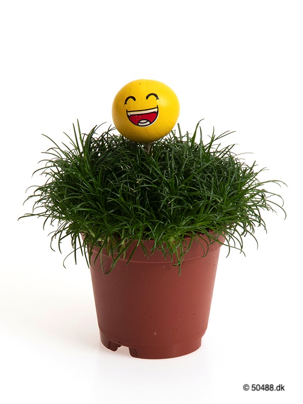 Sagina 5,5 cm Emoji