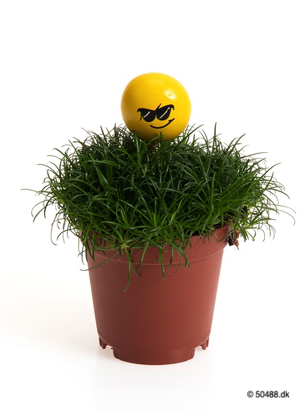 Sagina 5,5 cm Emoji