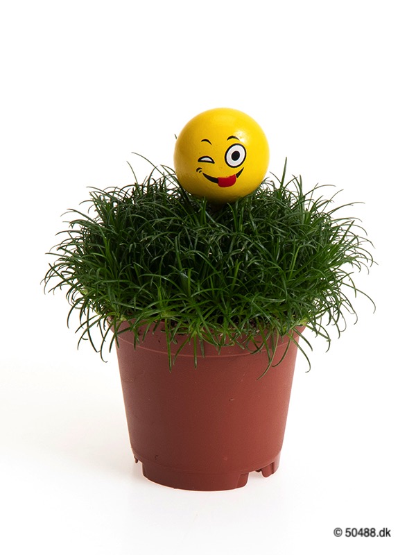 Sagina 5,5 cm Emoji