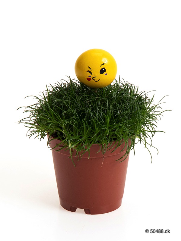 Sagina 5,5 cm Emoji