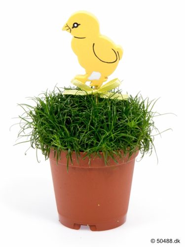 Sagina 5,5 cm Chicken