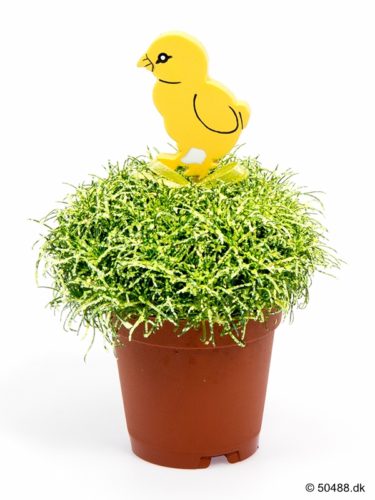 Sagina 5,5 cm Chicken and Glitter