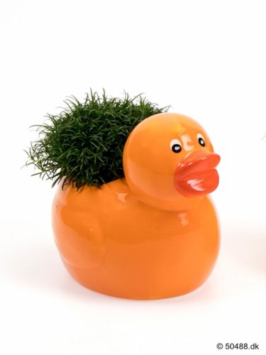 Sagina in Ceramic Duck