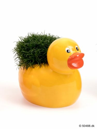 Sagina in Ceramic Duck