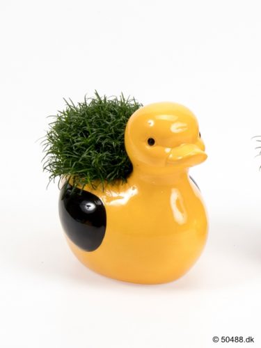Sagina in Ceramic Duck