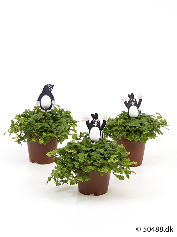 Cotula mini - Mole