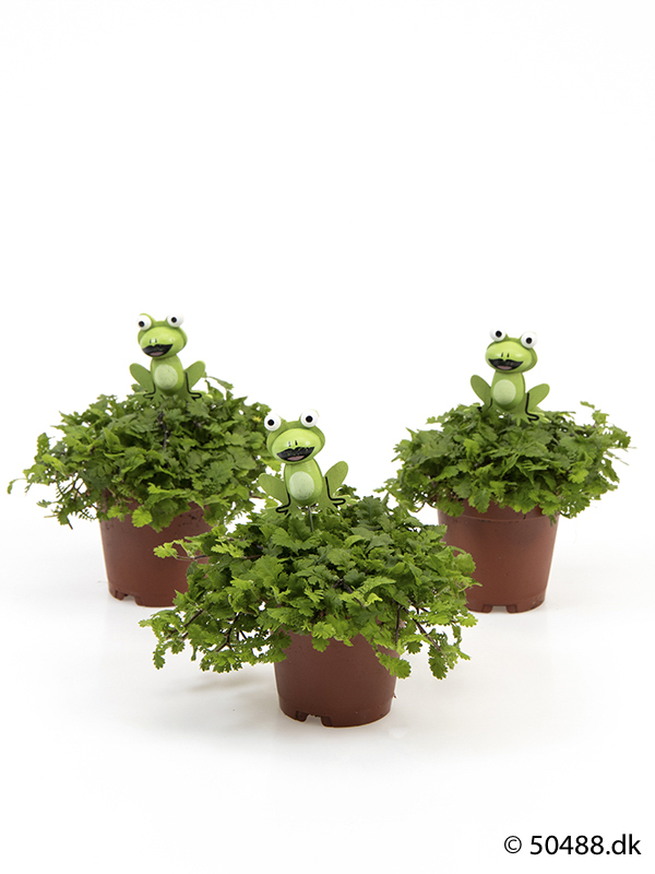 Cotula mini - Frog