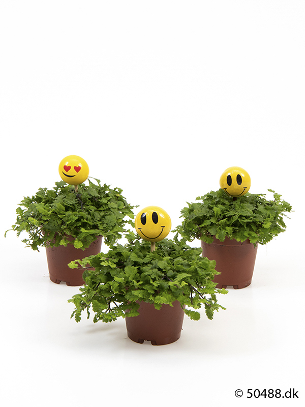 Cotula mini - Smiley