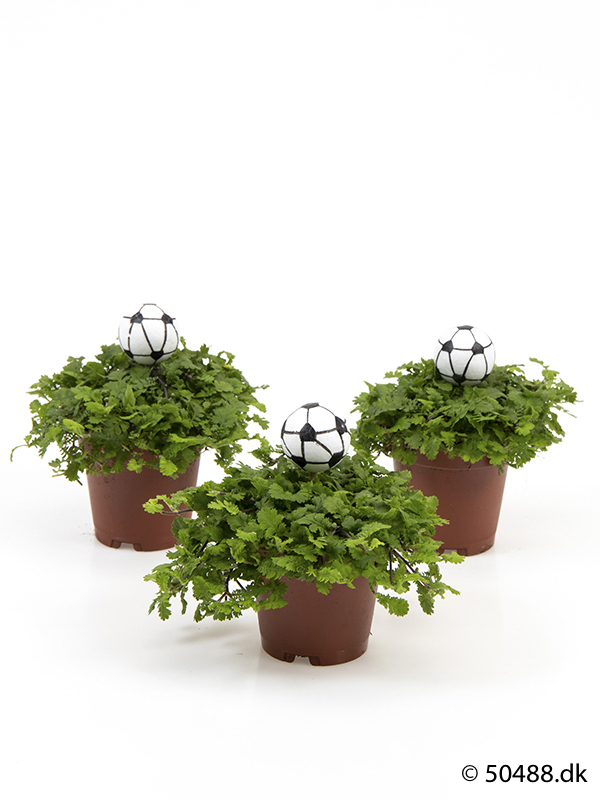 Cotula mini - Football