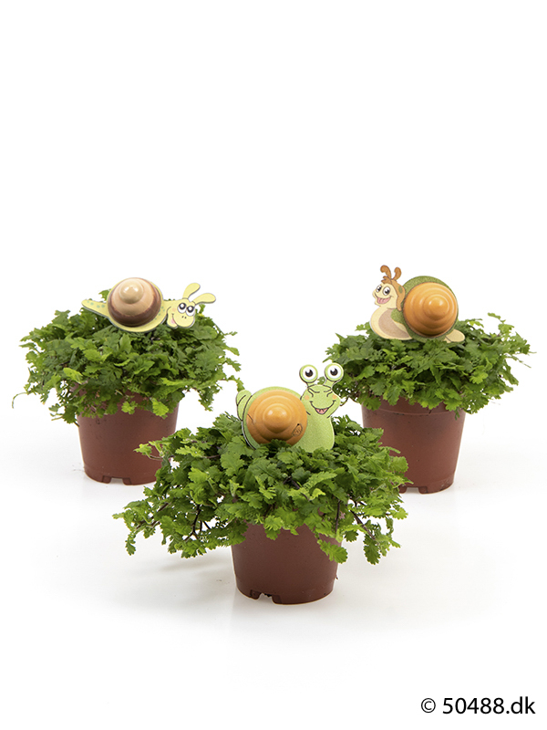 Cotula mini - Snail