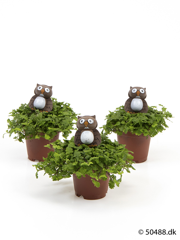 Cotula mini - Owl