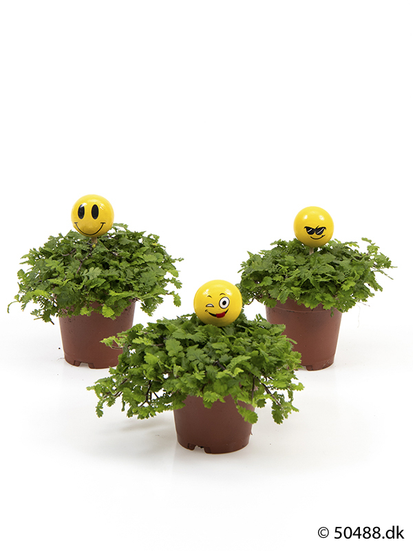 Cotula mini - Emojii