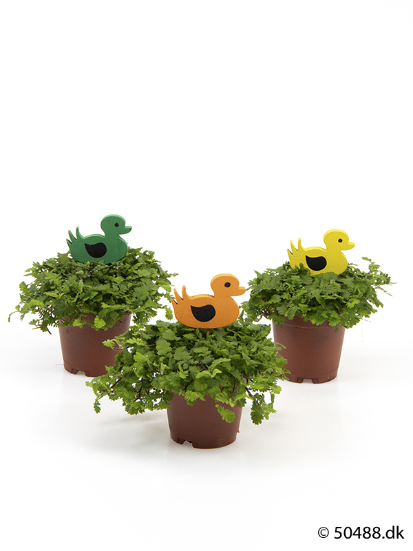 Cotula mini - Ducks