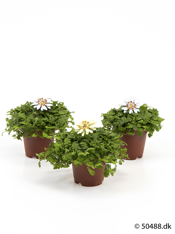 Cotula mini - Flowers