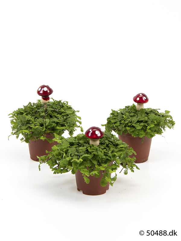 Cotula mini - Mushroom