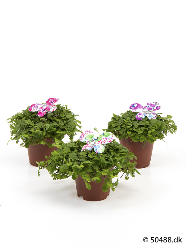 Cotula mini - Butterfly