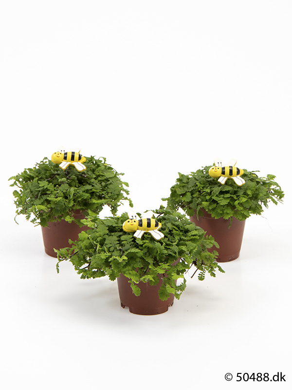 Cotula mini - Bee