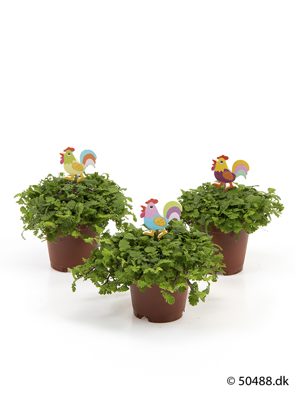 Cotula mini - Rooster