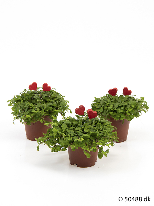 Cotula mini - Hearts