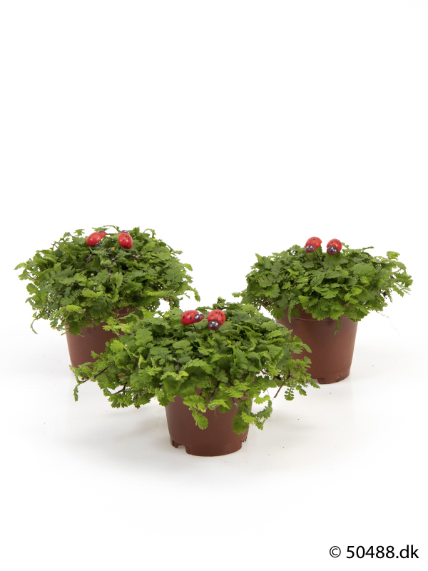 Cotula mini - Ladybird