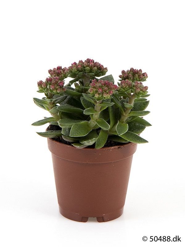 Crassula Smitty - 5,5 cm