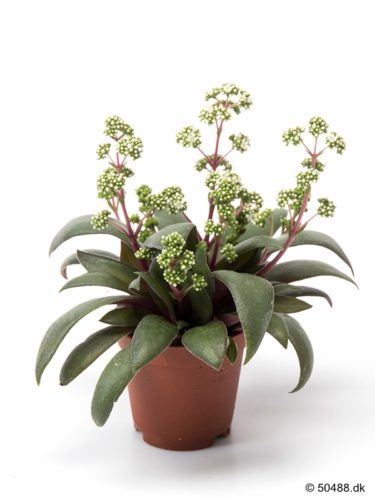 Crassula Rosularis - 5,5 cm
