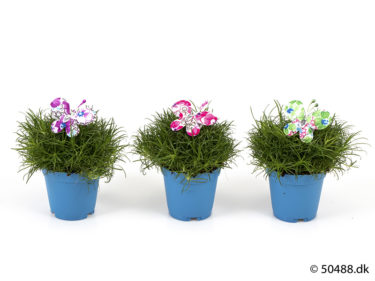 Sagina 5,5 cm Butterfly