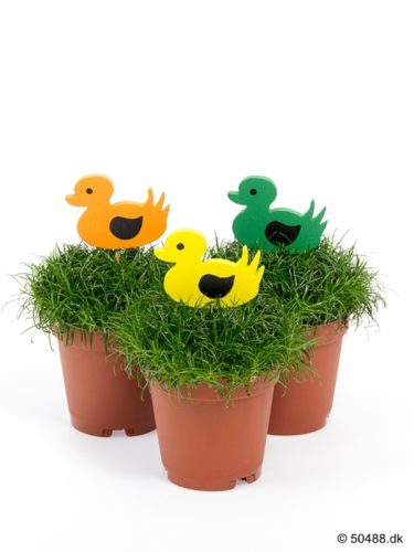 Sagina DUCKS