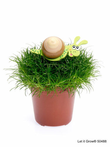 Sagina 5,5 cm Snail