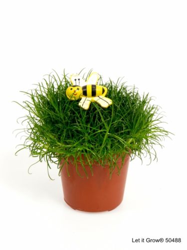 Sagina 5,5 cm Bee