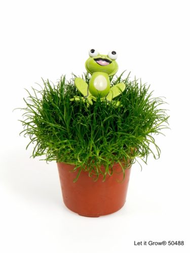 Sagina 5,5 cm Frog
