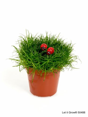 Sagina 5,5 cm Ladybird